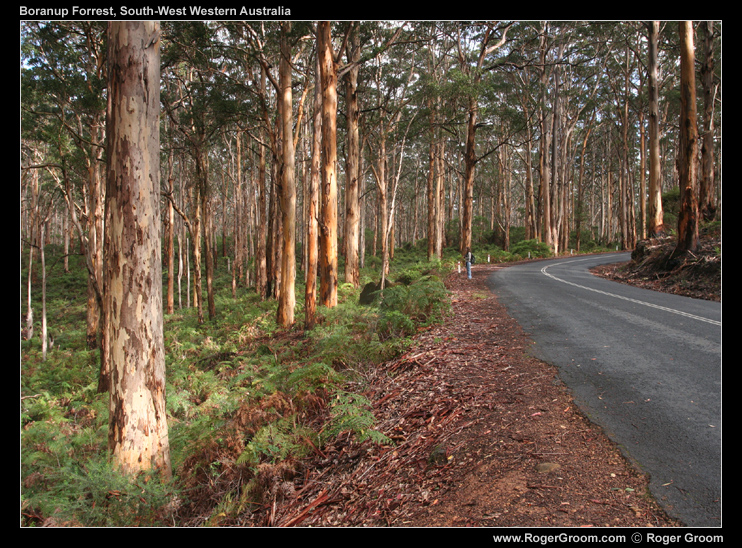 Boranup Forest Karri Trees and Road