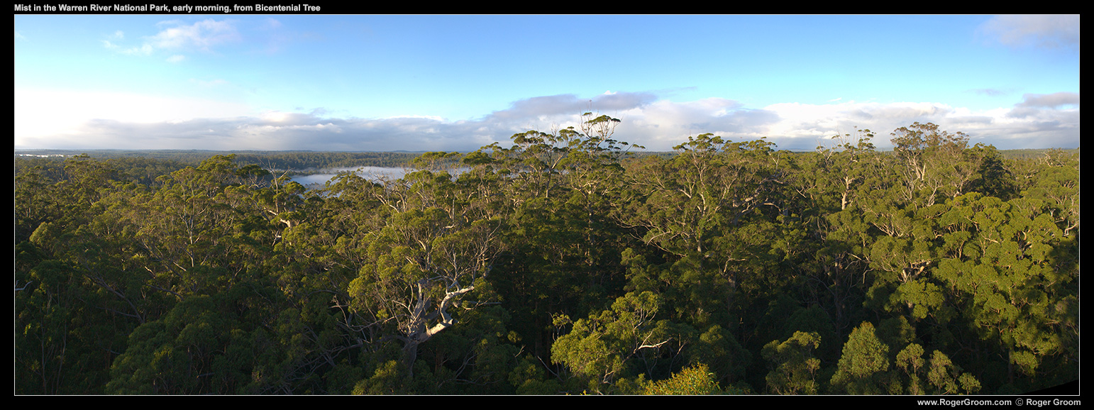 Early morning mist in the Warren River National Park, from the Bicentenial Tree