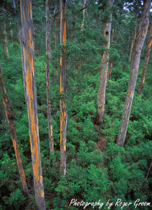 Karri Forest at Bicentenial Tree (portrait)