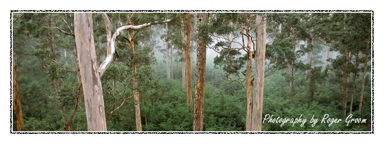 Karri Forest at Bicentenial Tree