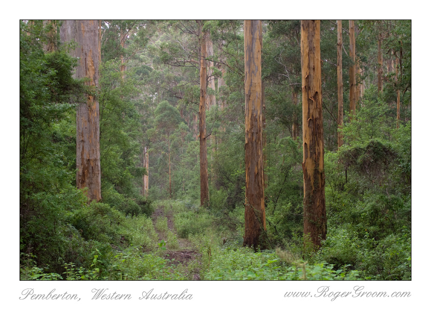 Overgrown Karri Forest Track with Mist