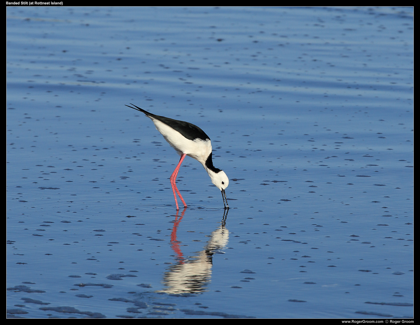 A Banded Stilt on Rottnest Island (here foraging in an inland salt lake).