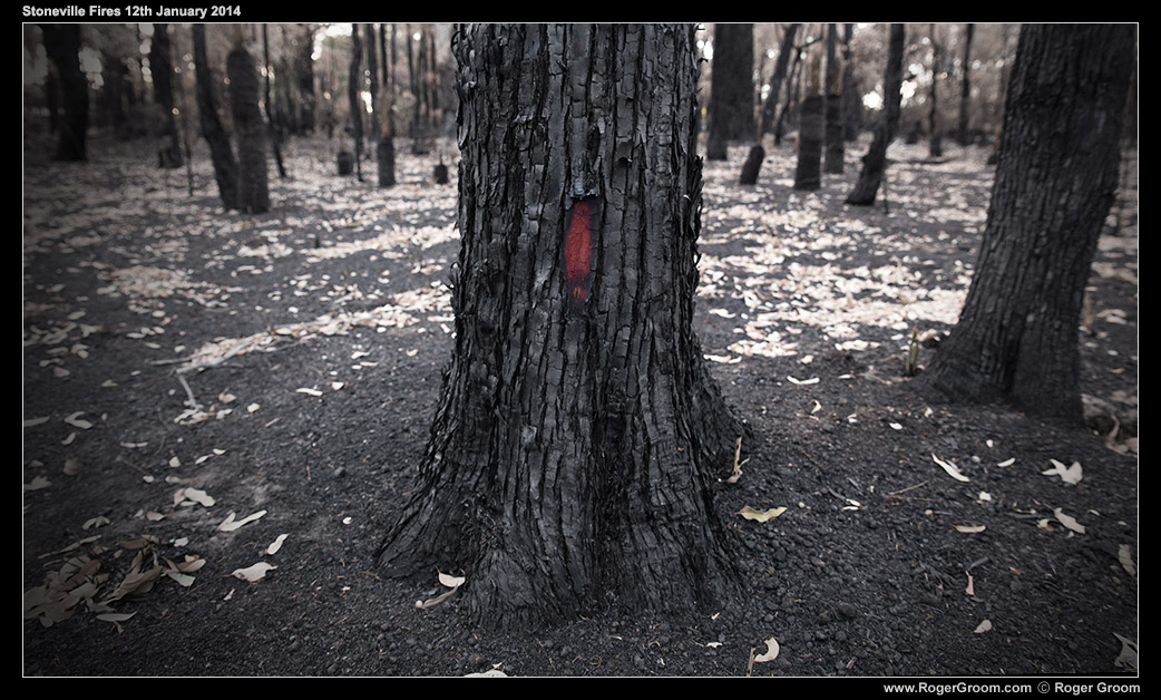 Stoneville Fires 12th January 2014. The red colour of he bark under the black burnt outer layers shows through. The surrounding area of bush shows freshly dropped gumleaves.