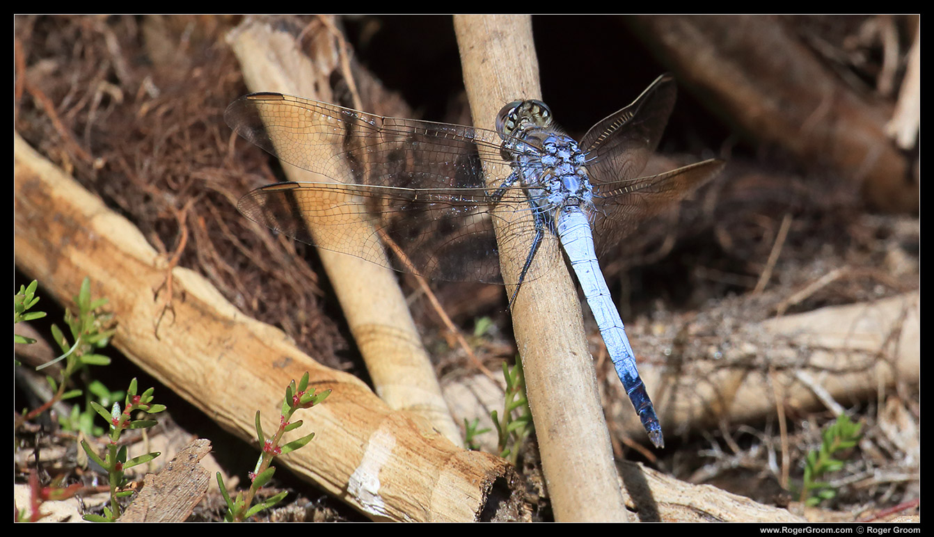 A bright blue almost iridescent Dragon Fly at Lake Leschenaultia.
