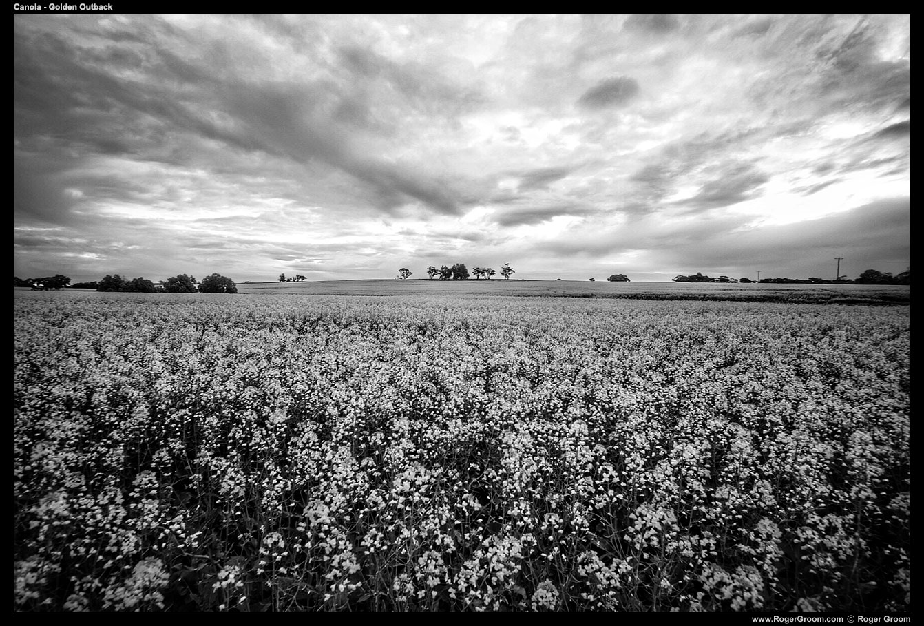 Canola in the Golden Outback