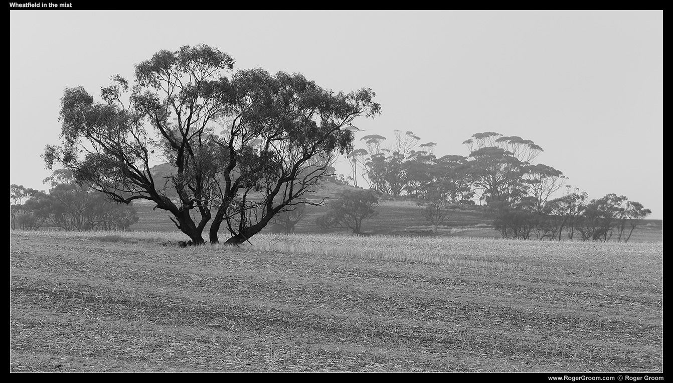 Wheat field in the mist (Goomalling, Western Australia)