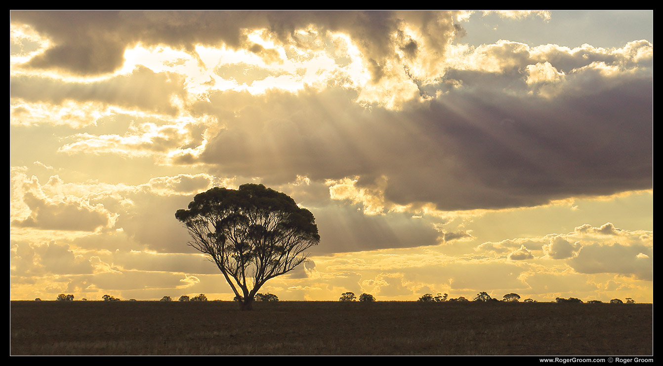 Meckering Sunrays