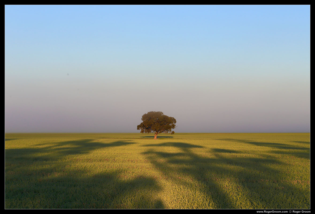 Wheatfield with lone tree in mist.