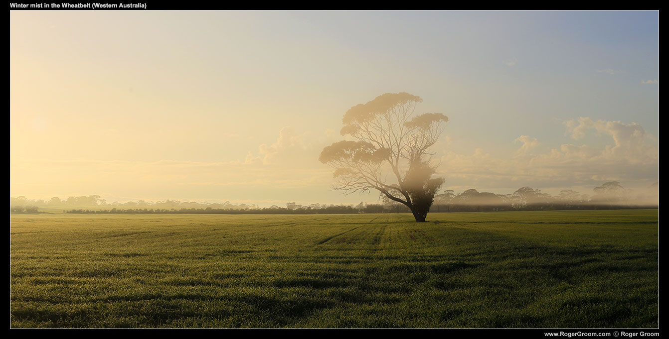 Early morning winter mist in the Wheatbelt (Western Australia).