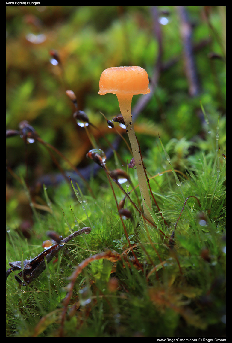 Karri Forest Fungus (golden)