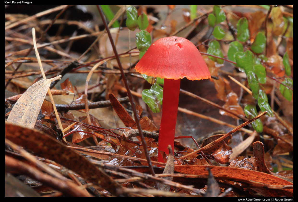 Karri Forest Fungus (red)