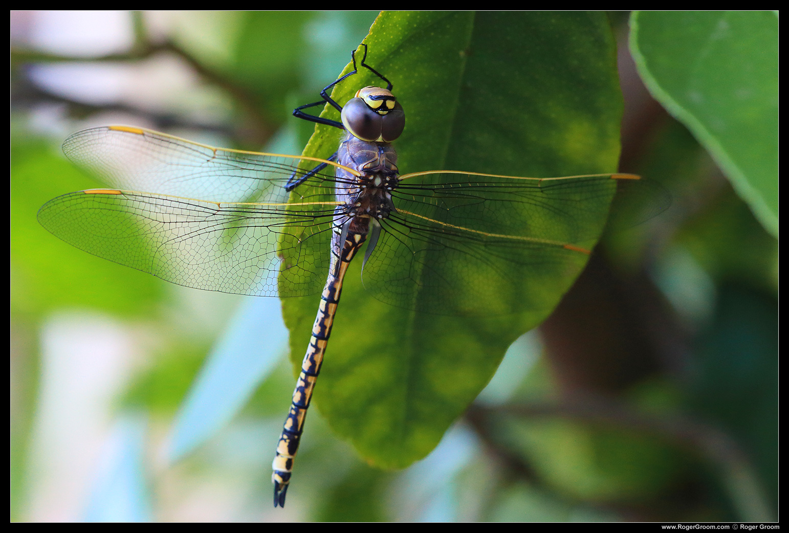 Dragon Fly on lime tree