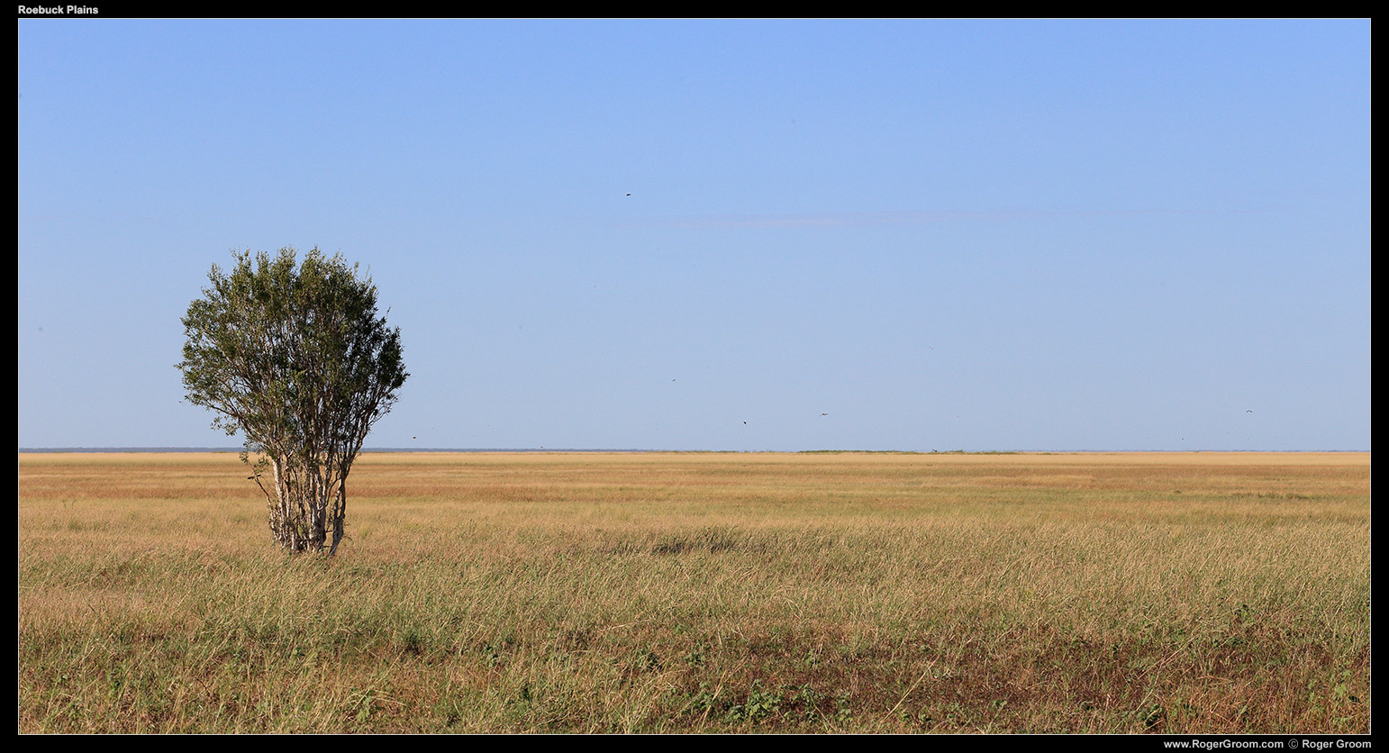 I didn't imagine Australia had such large open grasslands, not natural anyhow. This is Roebuck Plains, taken on a tour with Broome Bird Observatory. Endless plains of grass you literally cannot see the end of, yet teaming with birds.