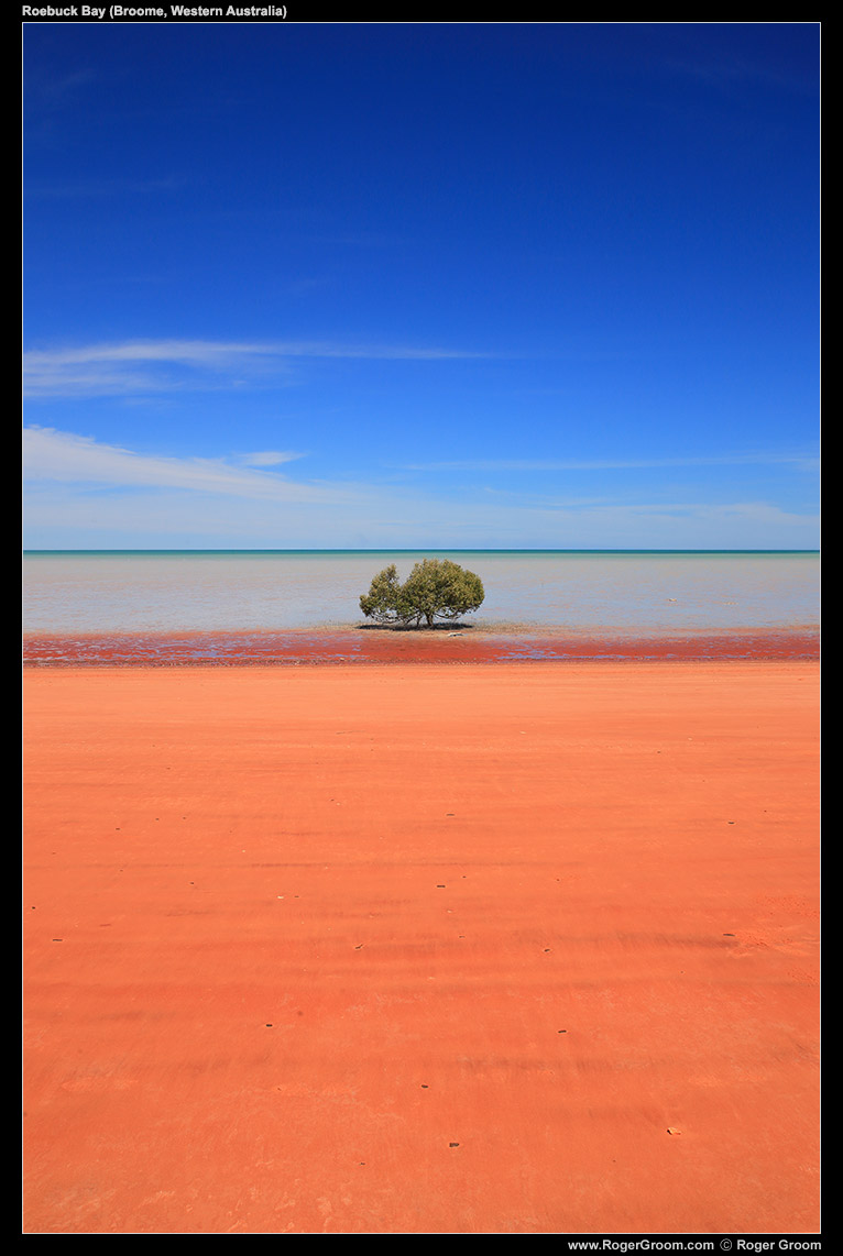Roebuck Bay Mangrove Tree. The amazing colours and simple lines. Red dirt, blue sky.