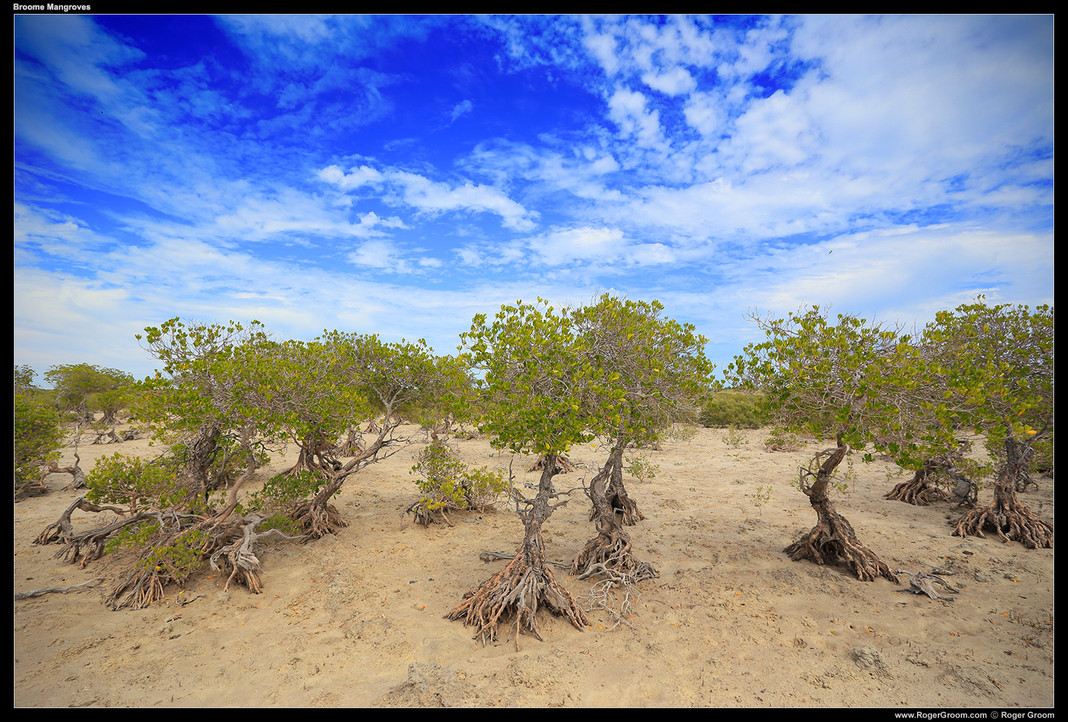 Mangroves at Barred Creek - Broome, Western Australia